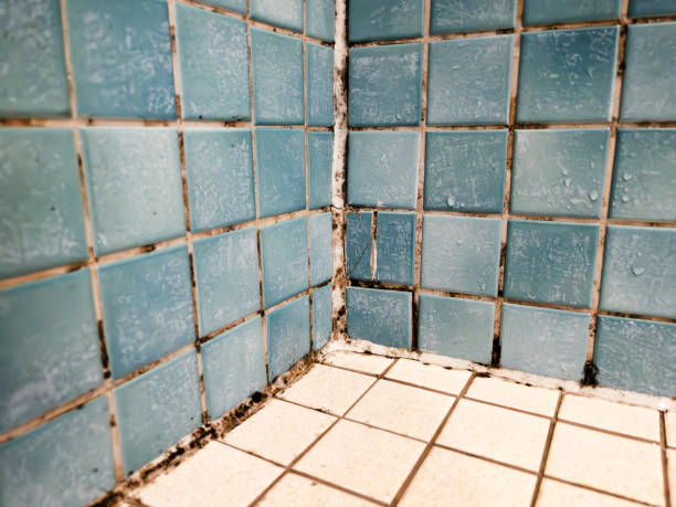 Best Mold Prevention Services  in Mount Wolf, PA
