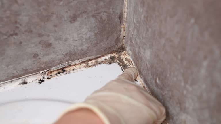  Mount Wolf, PA Mold Removal Pros